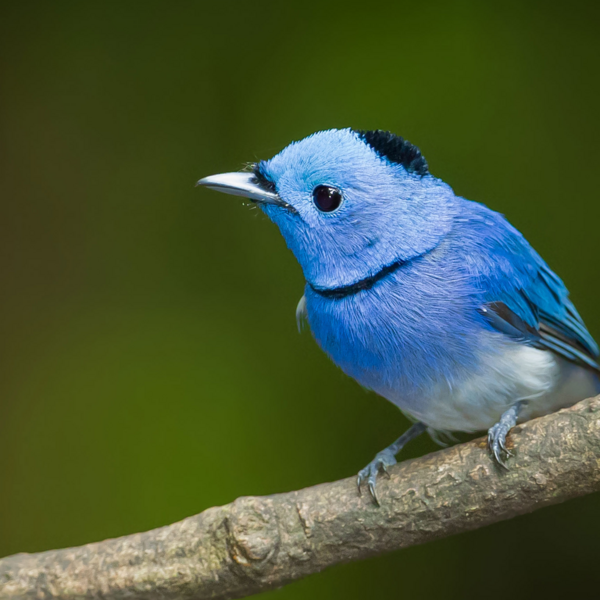 COLOCAIÒN DE BRACKES 18 SESIONES