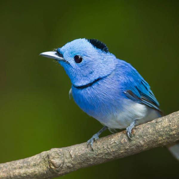 BLANQUEMIENTO 4 SESIONES