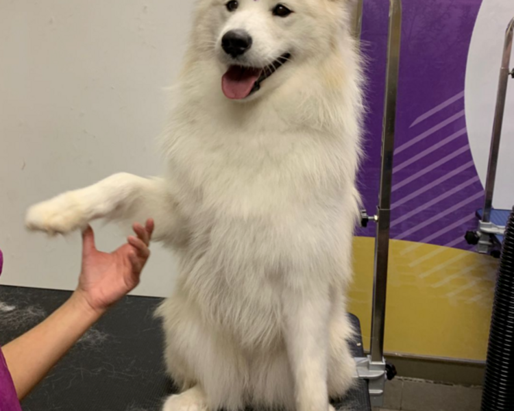 Semi Largo doble capa (Golden, pastor alemán, ingles ,australiano )  32- 37 kg