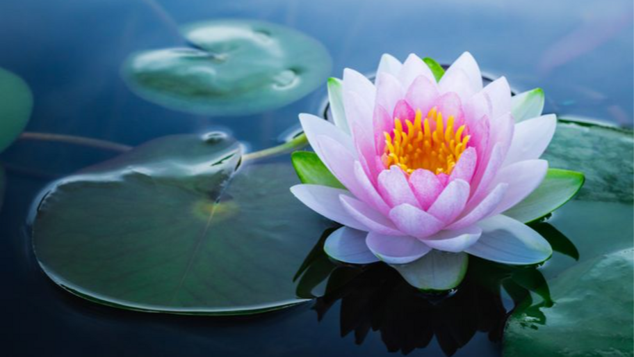 La estrella - Terapias Integrales banner