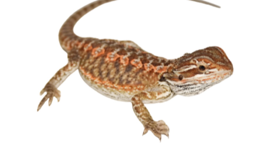 Veterinaria de Juan Pablo Castillo interior