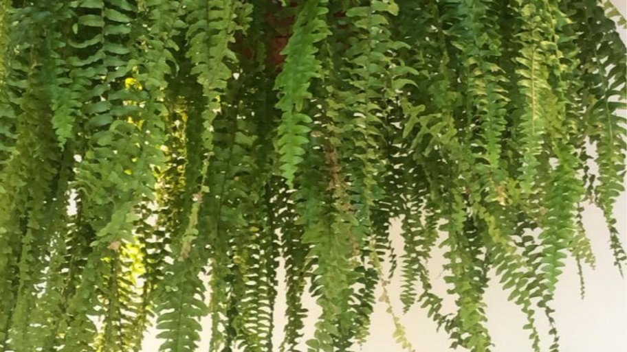 CORTO RULITOS banner