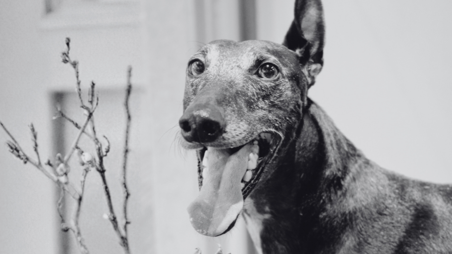 Tis Peluquería, Barbería y TisPets banner