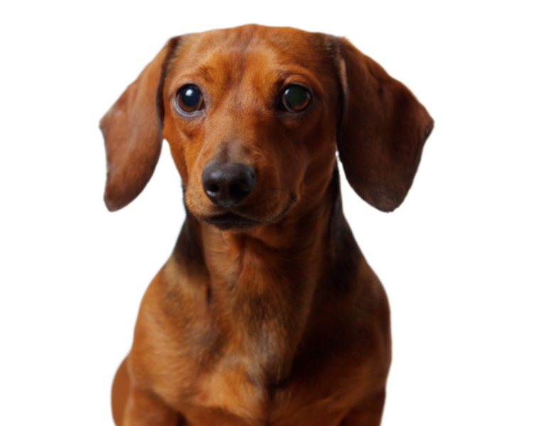 Control Oftalmología Canino