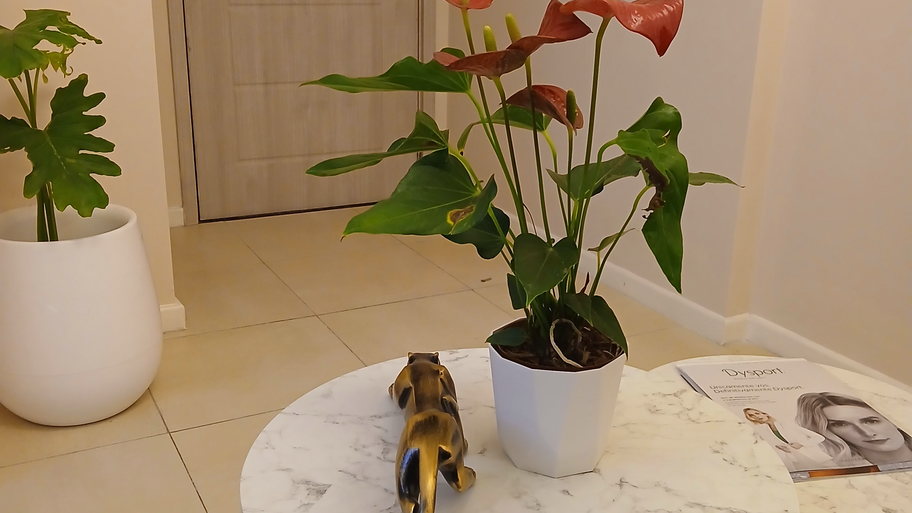 Bella Look Estetica interior