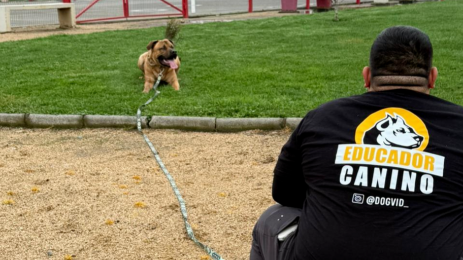 DOGVID - EDUCADOR CANINO banner