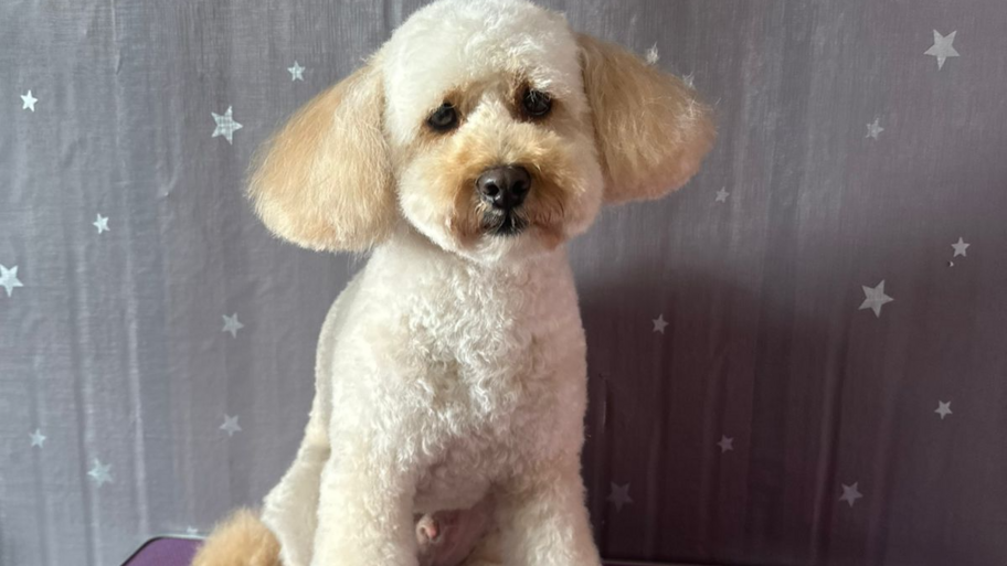 Peluquería Canina Ummi Pets banner