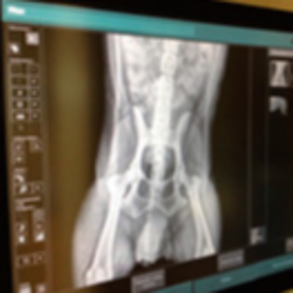 Radiología