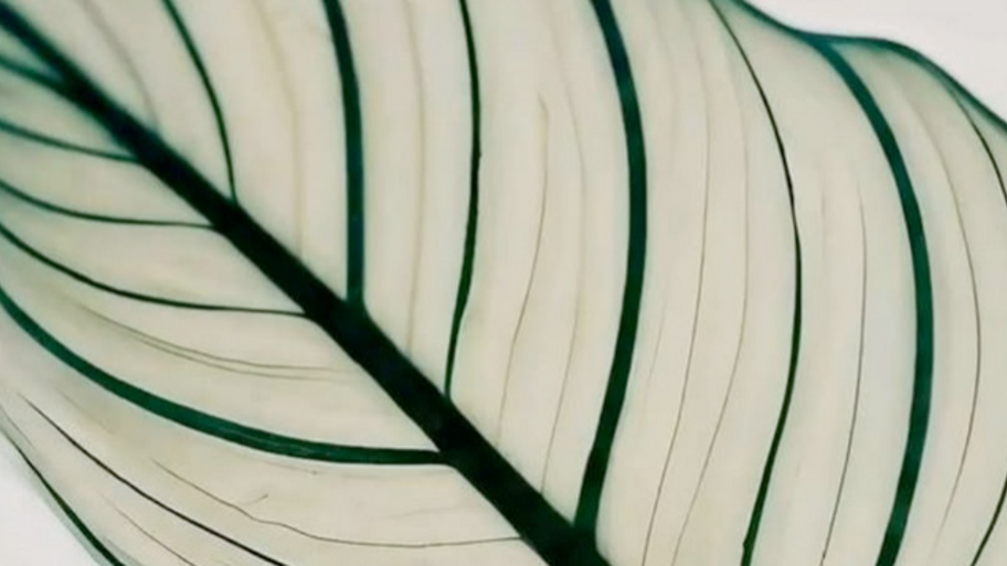 Korean Head Spa banner