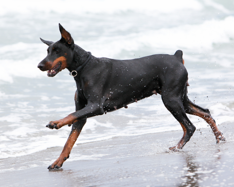 Baño perro extra grande