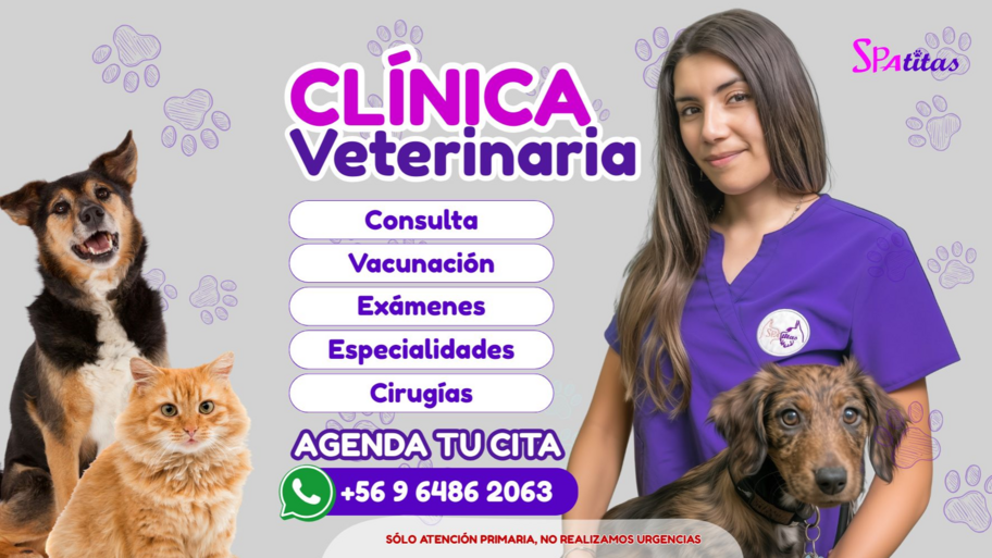 Spatitas - CONCON interior