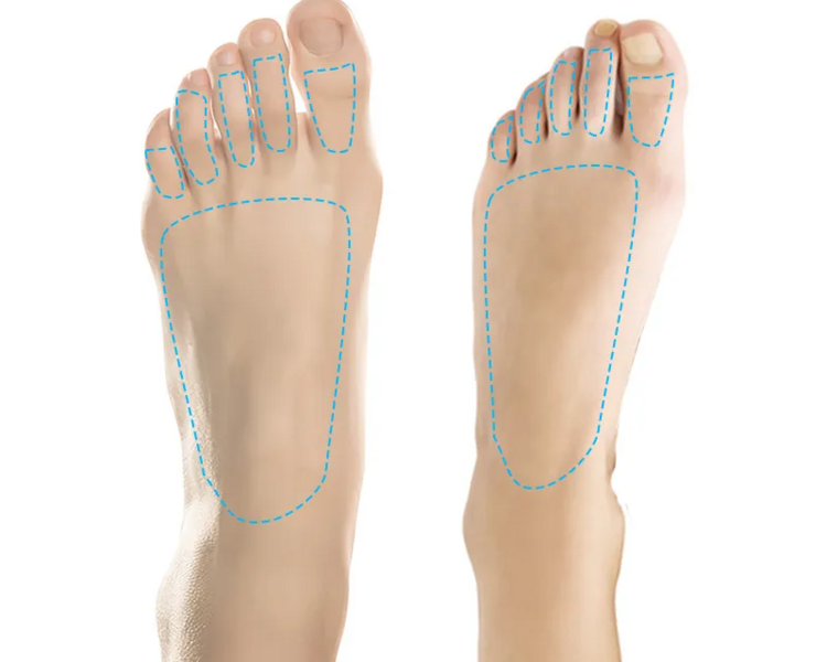 Empeine y dedos del pie (hombre)