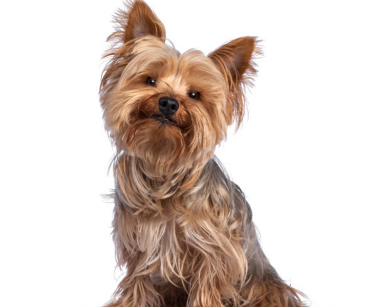 Baño y corte perro pequeño