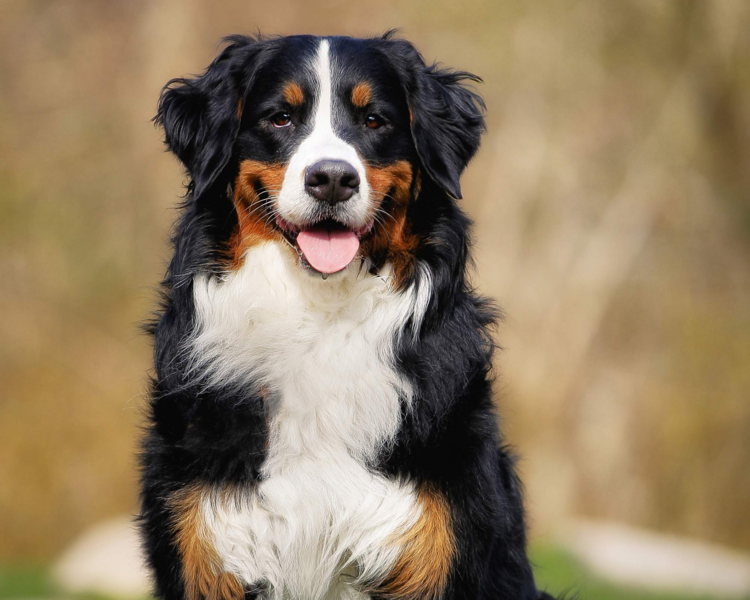 Baño y corte perro grande
