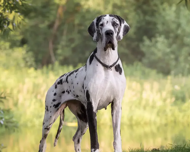 Baño y corte perro extra grande