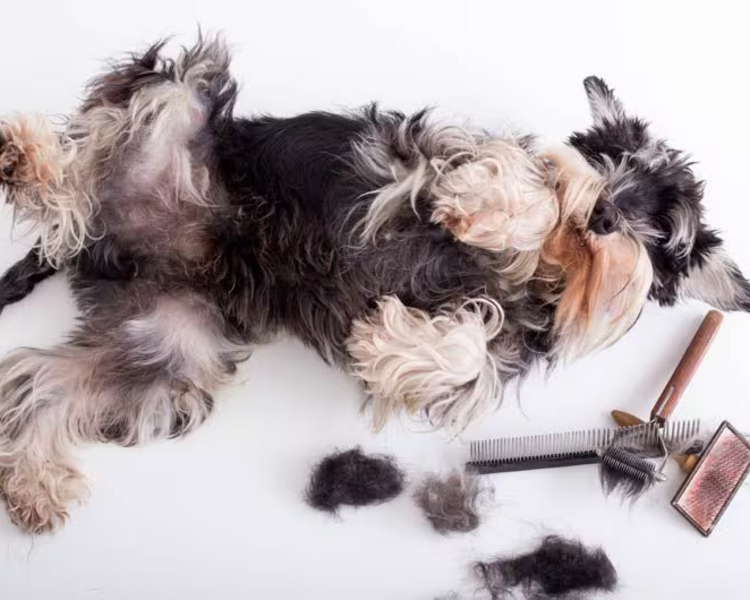 Tratamiento de eliminación de nudos (sujeto a situación del perruno desde 100 pesos)