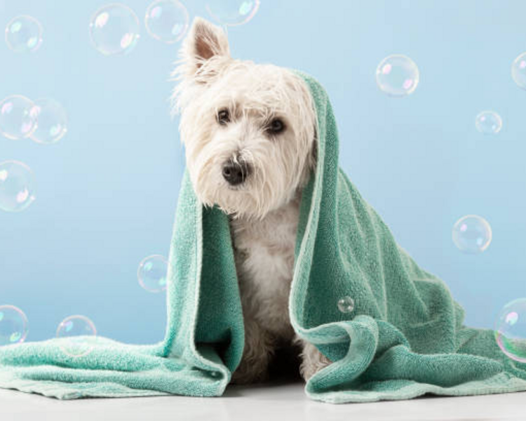 Medicado con shampoo de Can