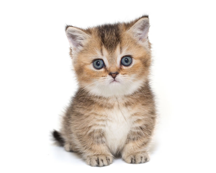 Estética felina raza pequeña 