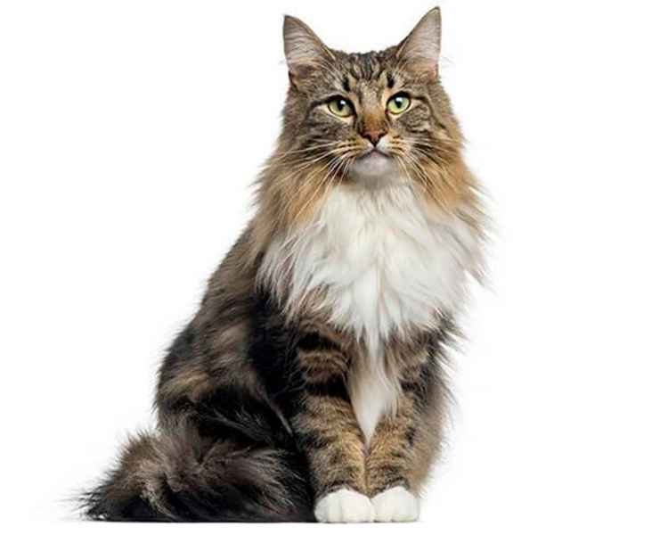 Estética felina raza grande