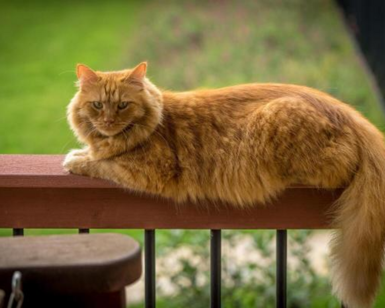 Estética felina raza extra grande