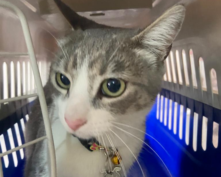 CAMPAÑA GATOS PARA TODOS