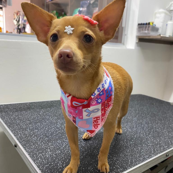 XS - Baño y peluquería (Sin corte) 