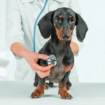 Veterinario photo