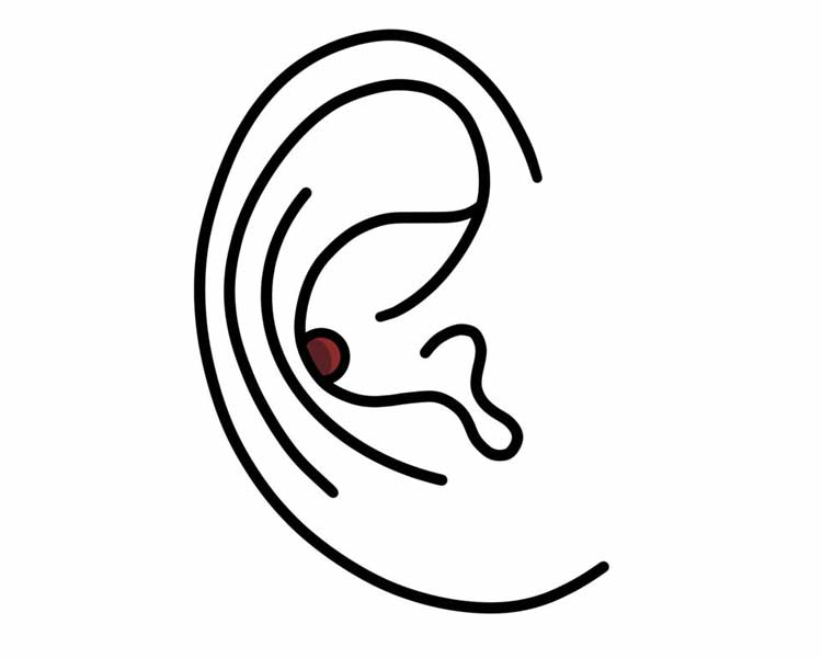 Conch Piercing