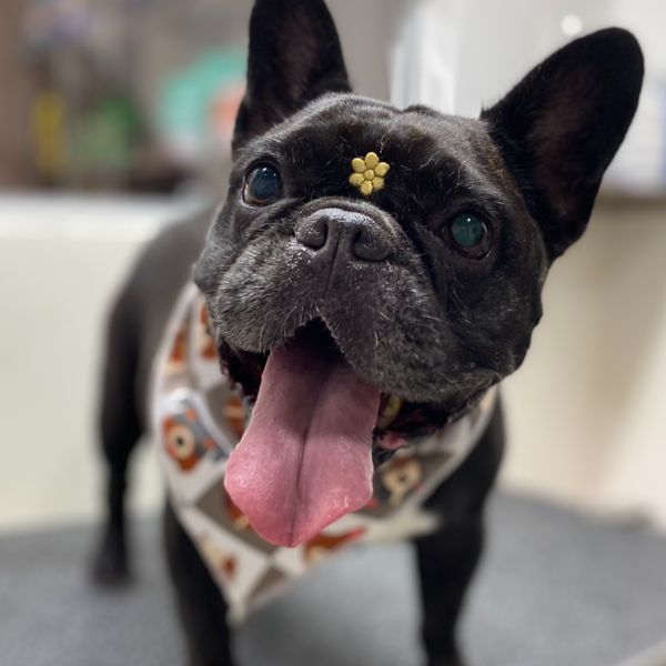 S - Baño y peluquería (Sin corte)