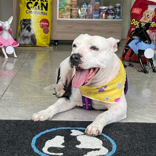 M - Baño y peluquería (Sin corte)