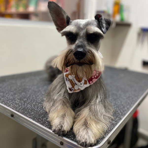 M - Baño y peluquería (Con corte)