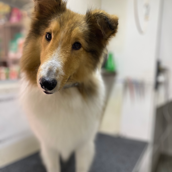 L - Baño y peluquería (Con corte)