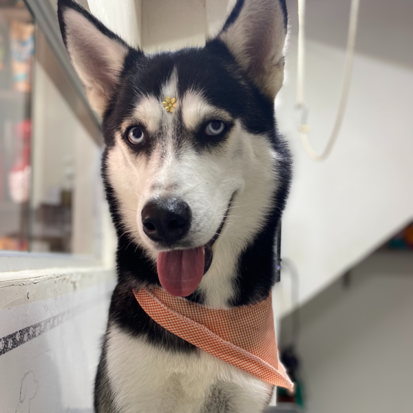 XL - Baño y peluquería (Sin corte)