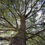 Taller de Verano CLC (usado en verano 2025) photo