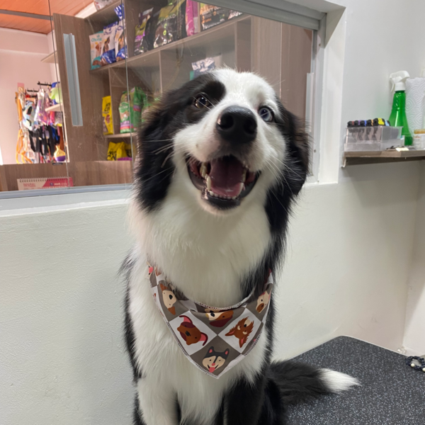 XL - Baño y peluquería (Con corte)