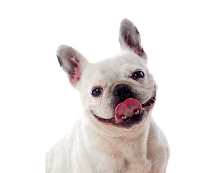 Consulta Dermatología Canino