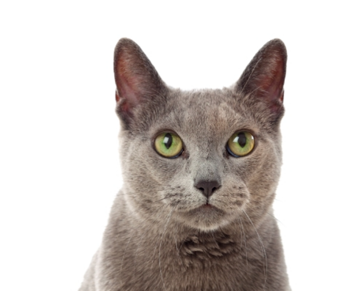 Consulta Dermatología Felino