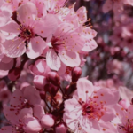 Isabella Florez photo