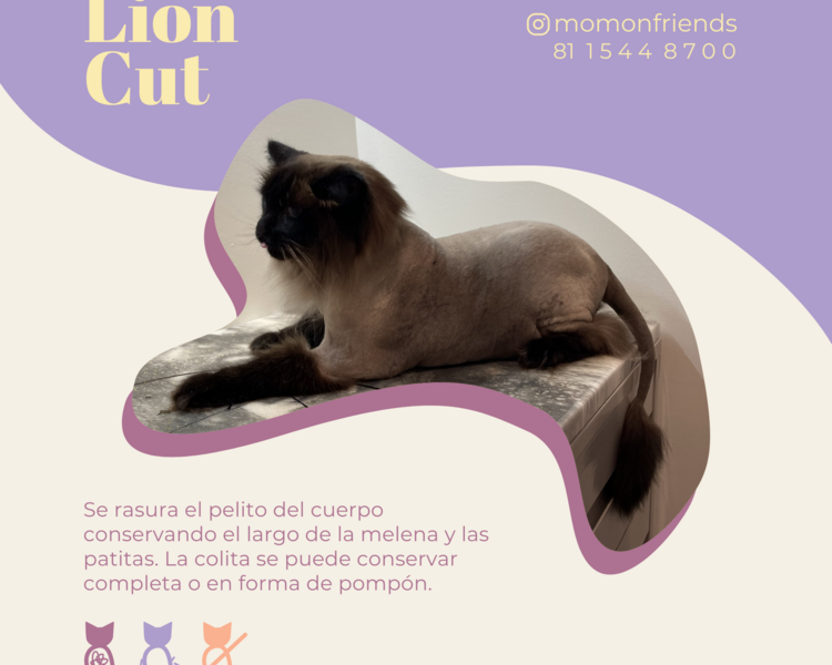 Corte Lion Cut