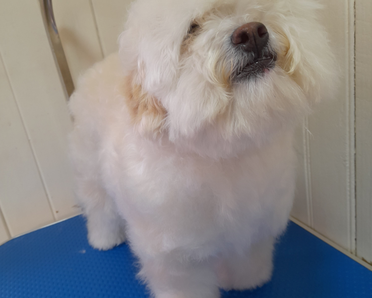 Arreglo manto en sesiones 