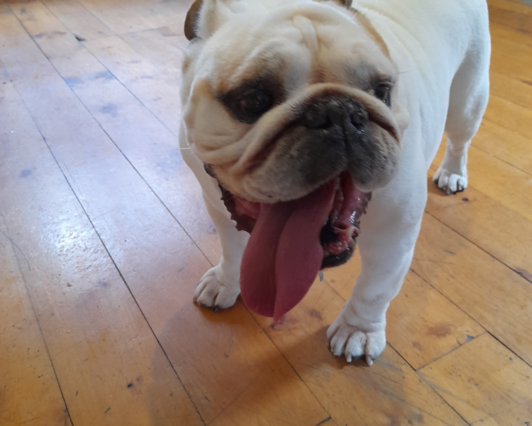 Baños bulldog ingles o frances 