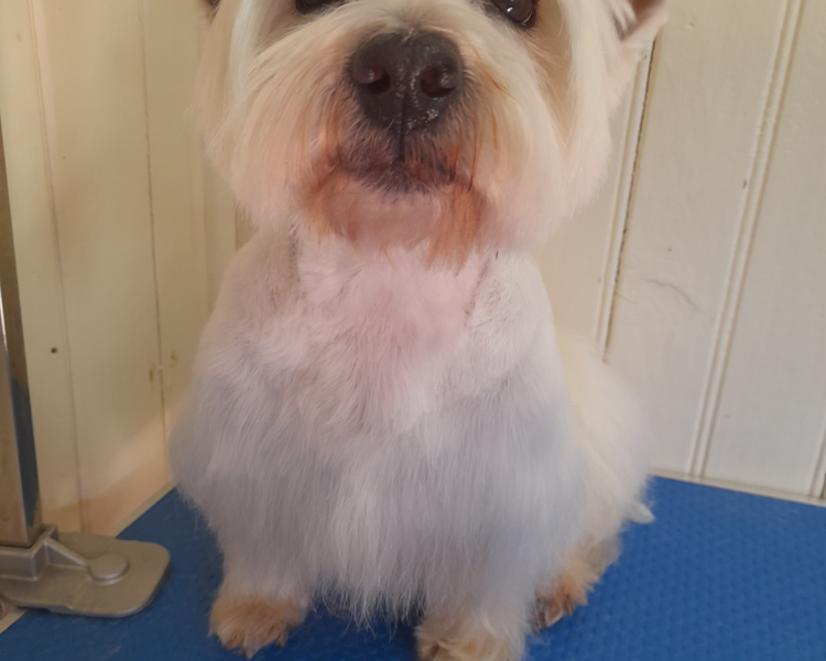 Peluqueria completa hasta 8 kg 