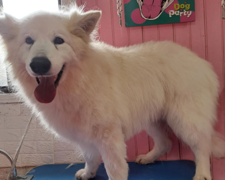 Deslanado o peluqueria completa Perrito medios extras de 15 a 20 kg 