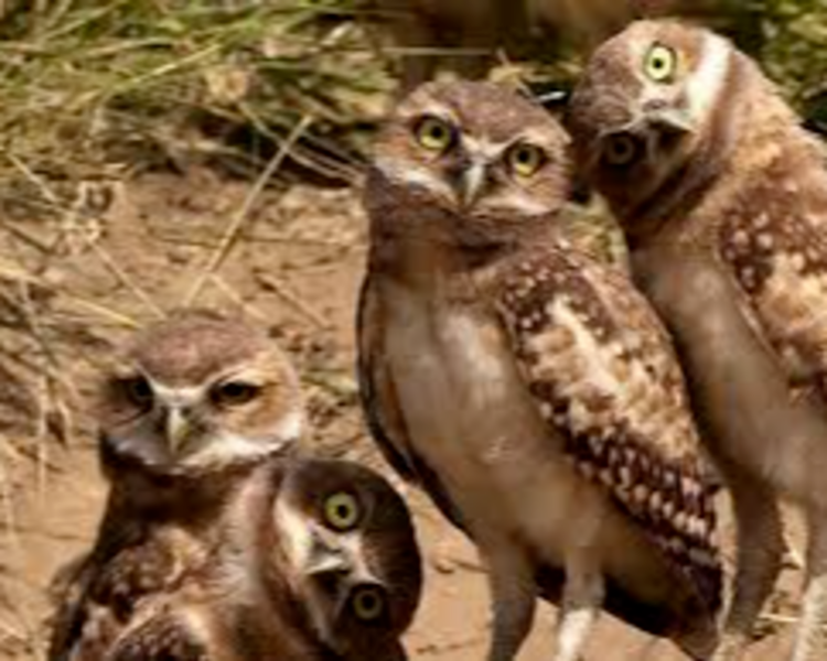 Constelaciones Familiares