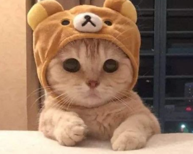 Consulta Felina