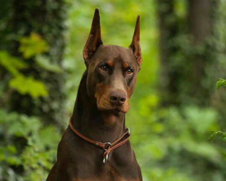 🐶 Clase de Diagnóstico Transformador – en Dobermind 🧠