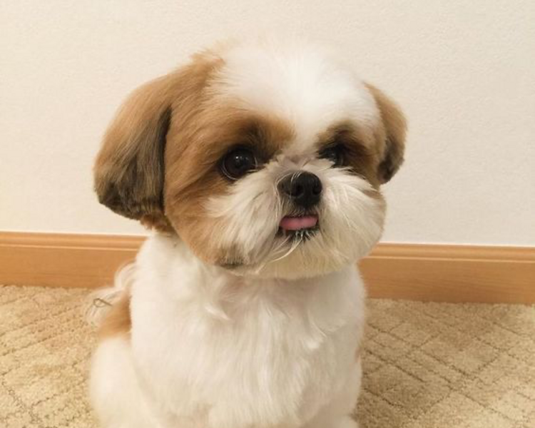 🧠 Clase de Diagnóstico Transformador – a Domicilio