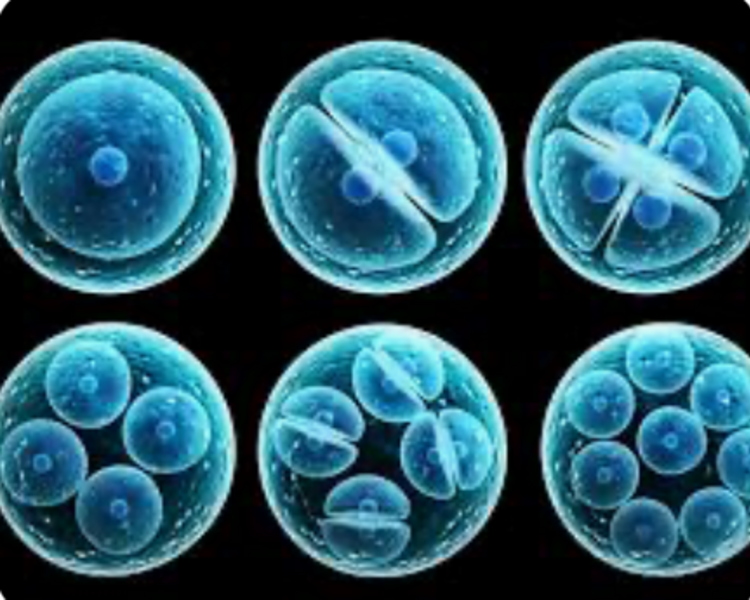 Celulas Madres / Stem Cells - 10 Millions