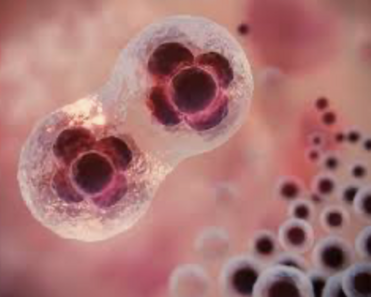Celulas Madres / Stem Cells - 50 Millions