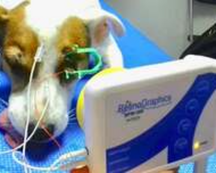 Electroretinografia